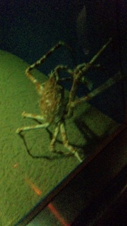 ���܂����܂�������